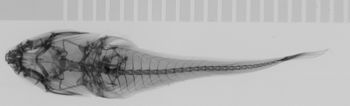 Media type: image;   Ichthyology 45994 Description: xray;  Aspect: lateral